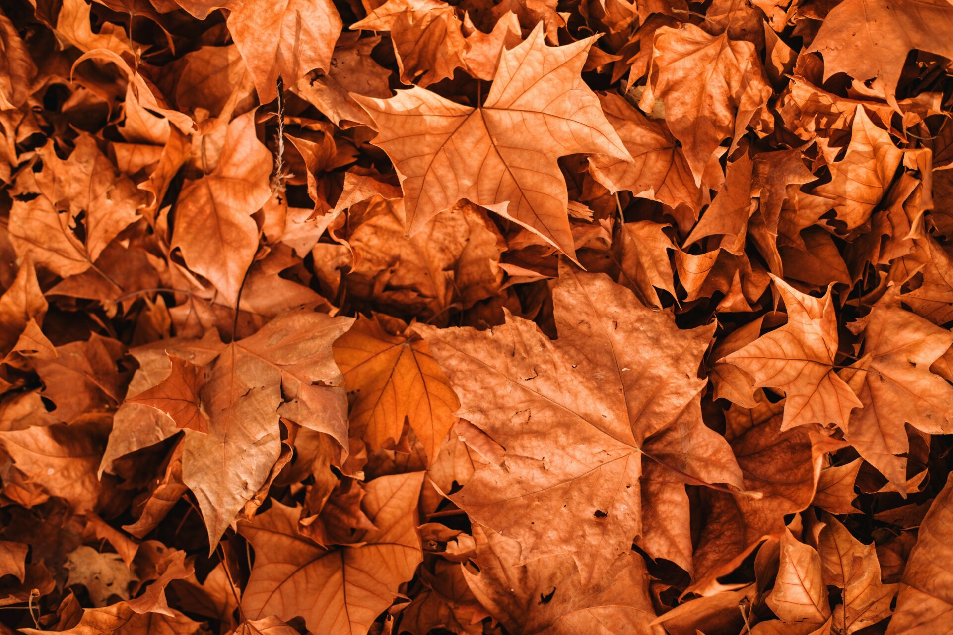 Mehr über den Artikel erfahren Herbstferien 2019